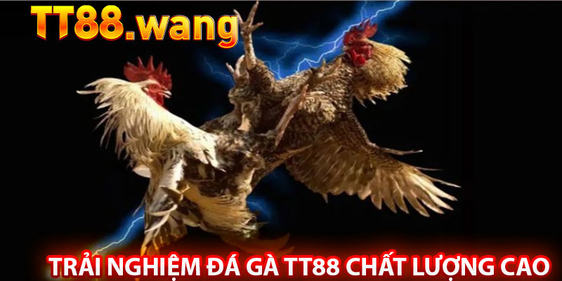 Đá Gà TT88 – Trải Nghiệm Cá Cược Đỉnh Cao - Kịch Tính 7 Trải Nghiệm Đá Gà TT88 Chất Lượng Cao